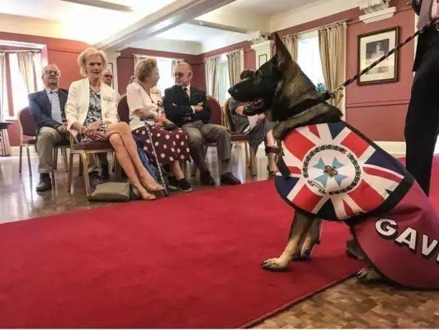 小警犬慘遭開除，竟是因為……好氣哦！！ 萌趣萌寵 第24张