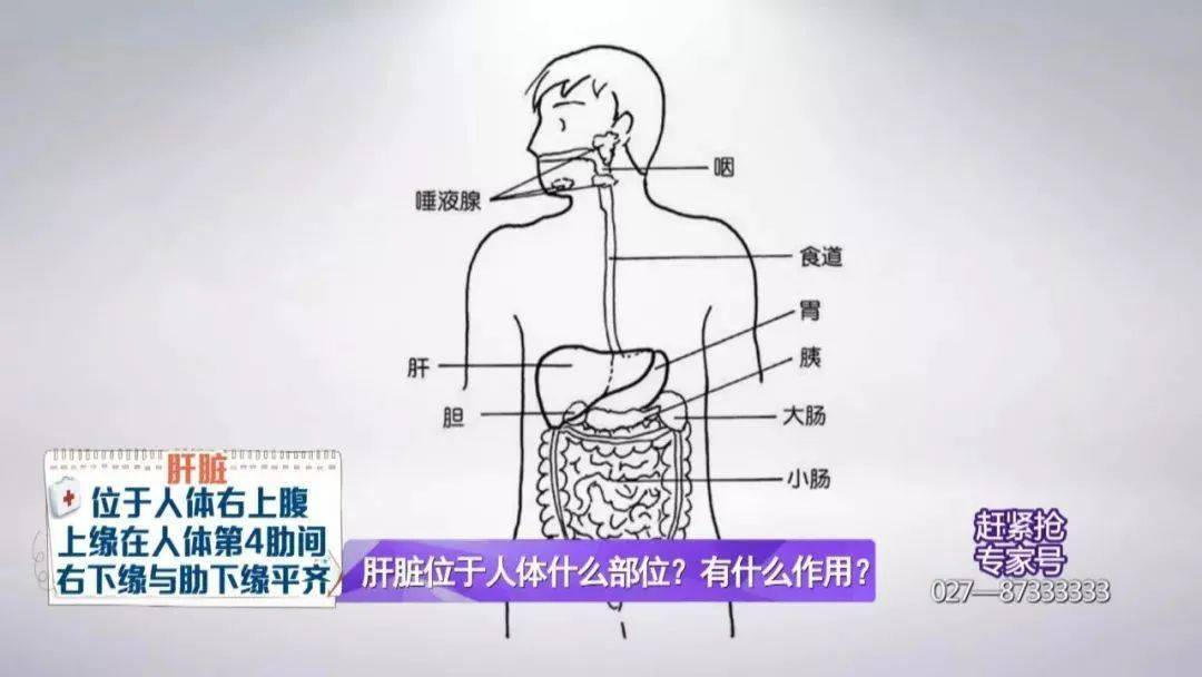 肝胆胰脾图片 位置图图片