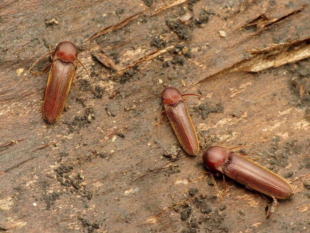 别小看它封印在化石中的假叩头虫讲述着侏罗纪至今的故事