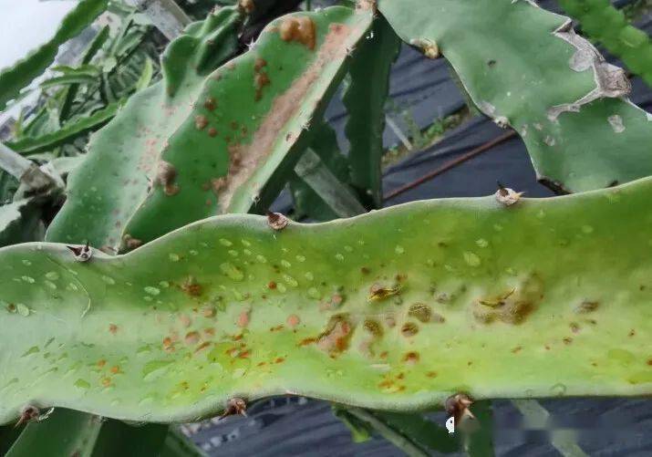 火龙果这是疮痂溃疡药害还是冻害实用好文