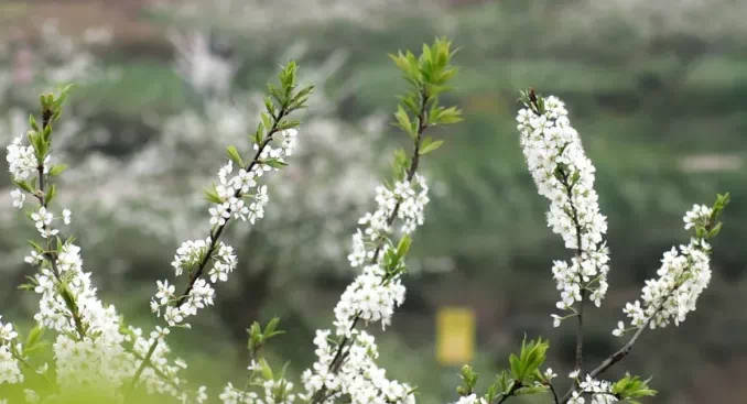 春游川渝 | 700亩李花正“旺”，来看一场“春雪”