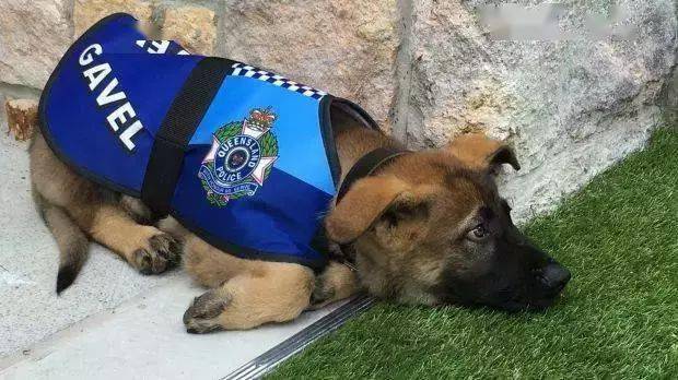 小警犬慘遭開除，竟是因為……好氣哦！！ 萌趣萌寵 第14张