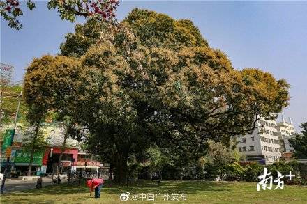 刷屏了！广州近三百岁香芒开出新花