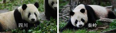 兄弟|浙大最新研究解密熊猫亚种分化时间：兄弟间已有一万年未谋面