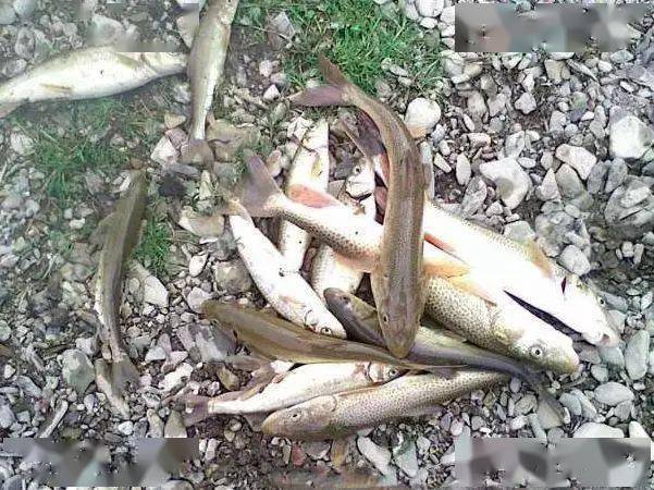 高原垂钓冷水鱼生长相当缓慢10年才40厘米