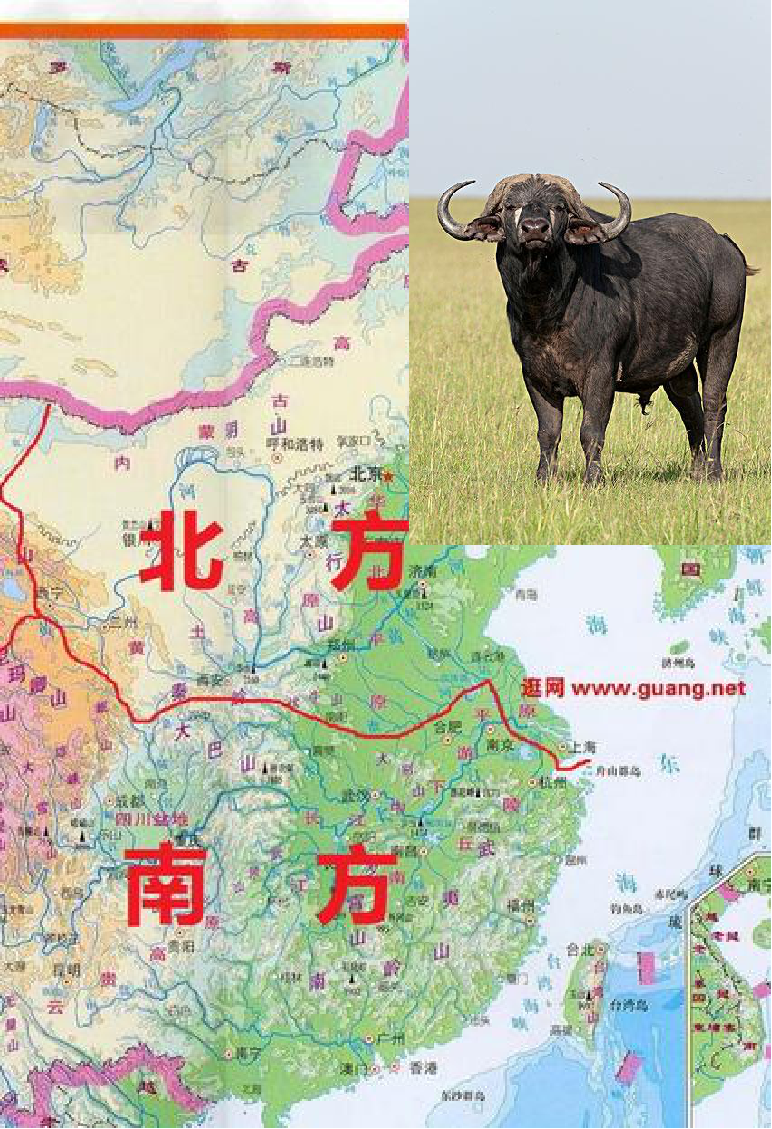中国野牛分布图片