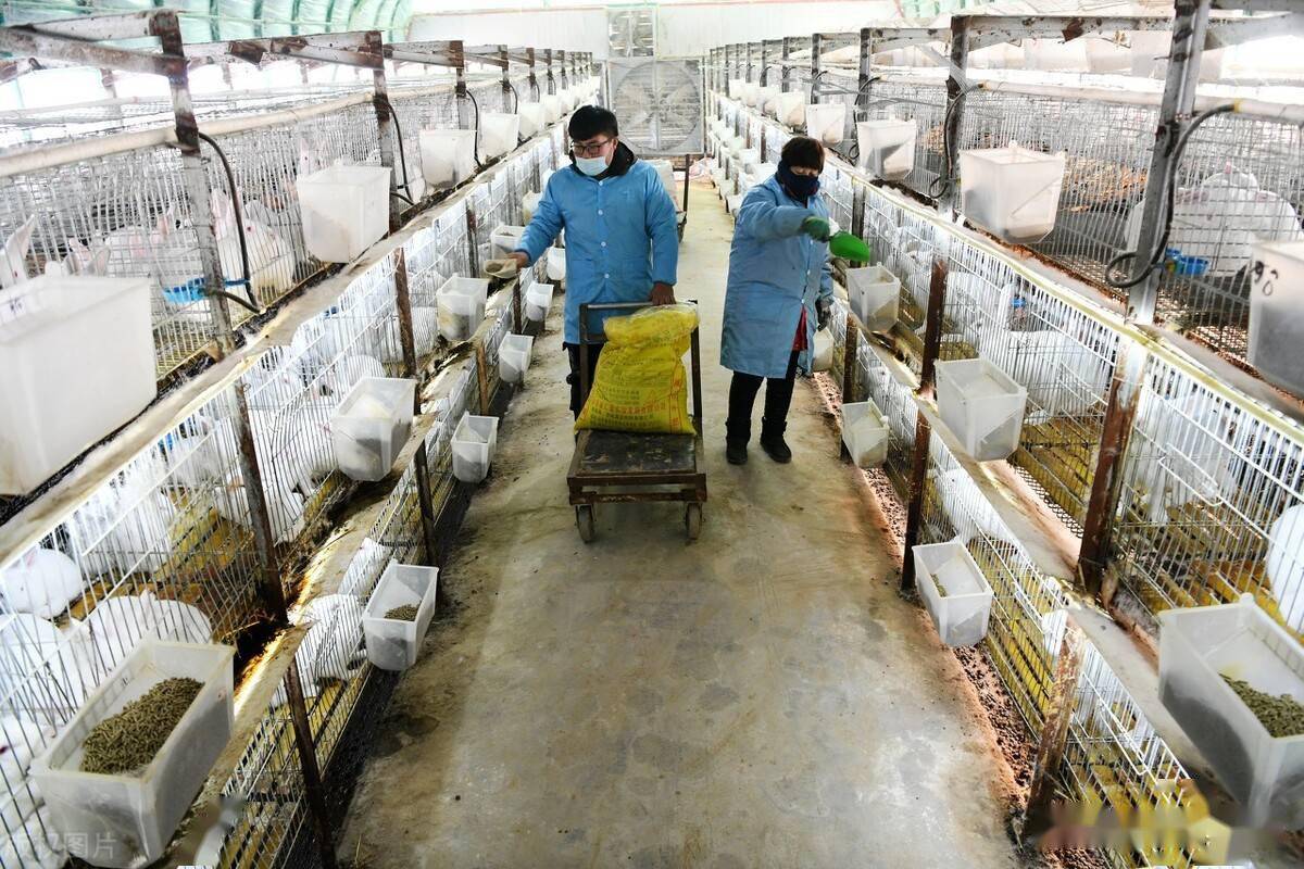 养兔意想不到的问题,养兔失败的原因所在_兔子