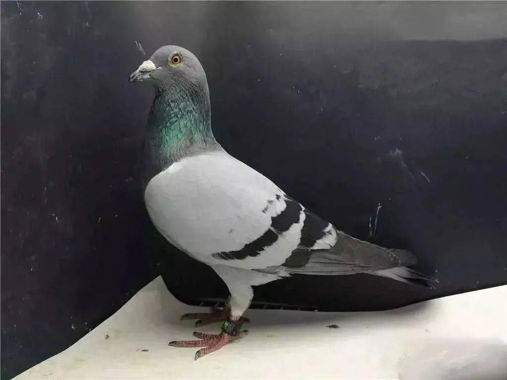 大体型的鸽子好吗?