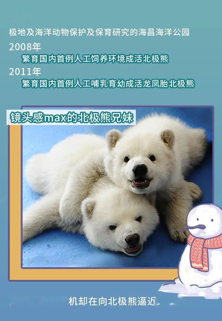 国际北极熊日internationalpolarbearday