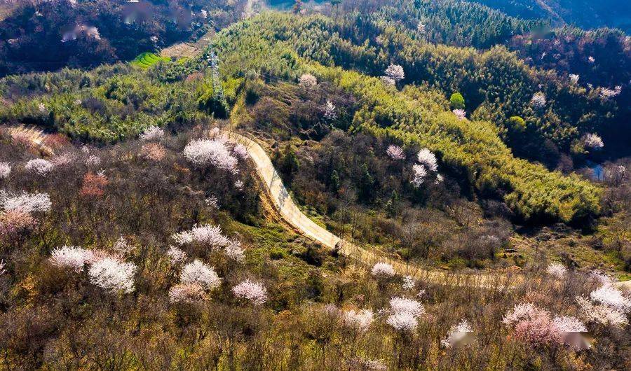 大悟樱花烂漫五岳山美成仙境