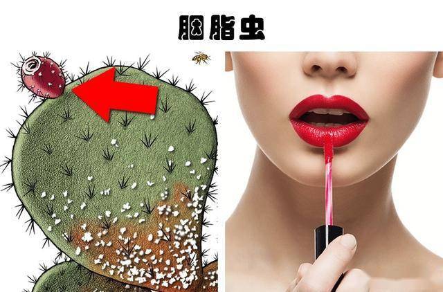 2,胭脂虫事实上,通过从胎盘中提取胎盘素来制成化妆品的方式已经有数