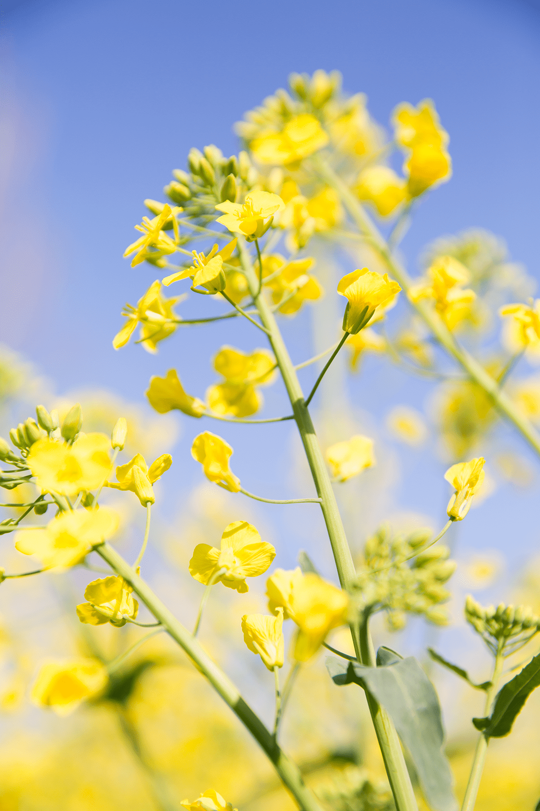 惊艳这一片金灿灿的油菜花是西昌春日限定的美好