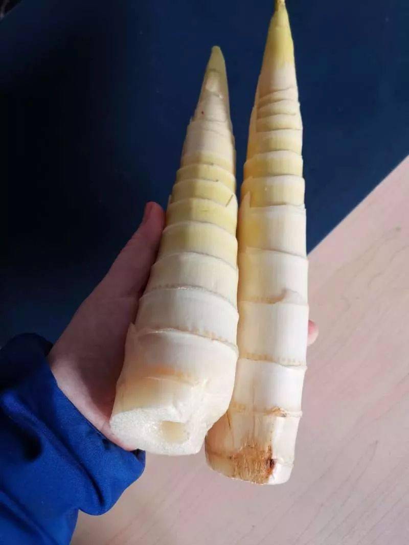 产地食材▎天目山雷笋金版玉衣为上品围炉居家赏味鲜