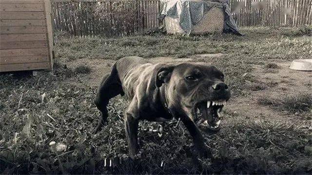 狗的能力与练功哪个更重要