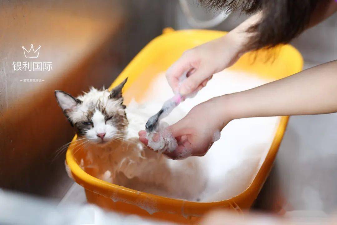 猫课只是给猫主子洗澡