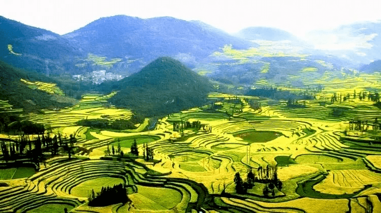 【自组4月19日~摄影家·非线】云南罗平油菜花~普