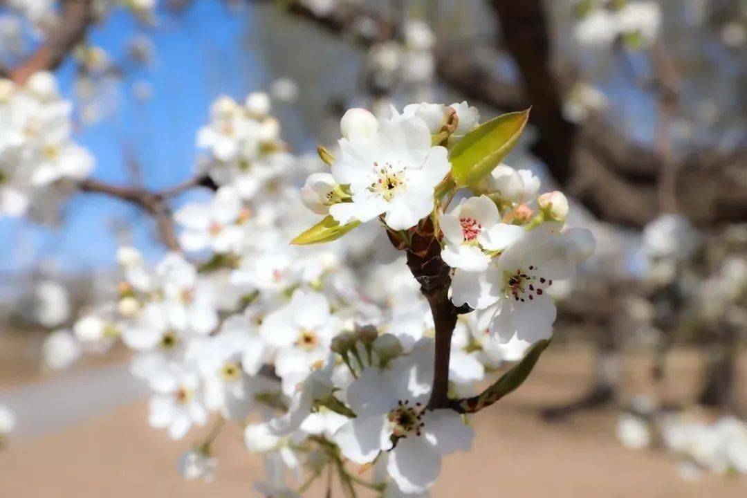 莫负好春光2021北京赏花时间地图表来了