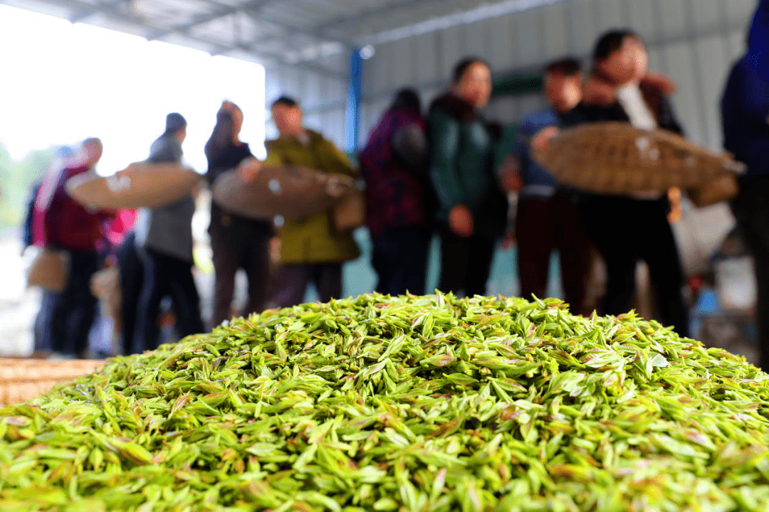 余庆10万亩苦丁茶迎来开采季