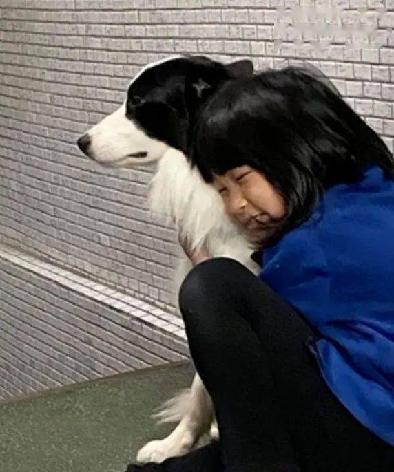 小主人向邊牧報喜：寒假多放兩天！可這貨的表情卻笑翻網友哈哈哈... 萌趣萌寵 第8张