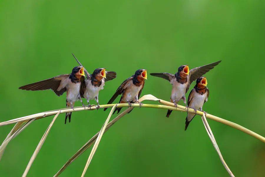 本土原创 | 燕子声声里