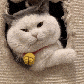 网红猫咪猫咪头盔表情包第九弹