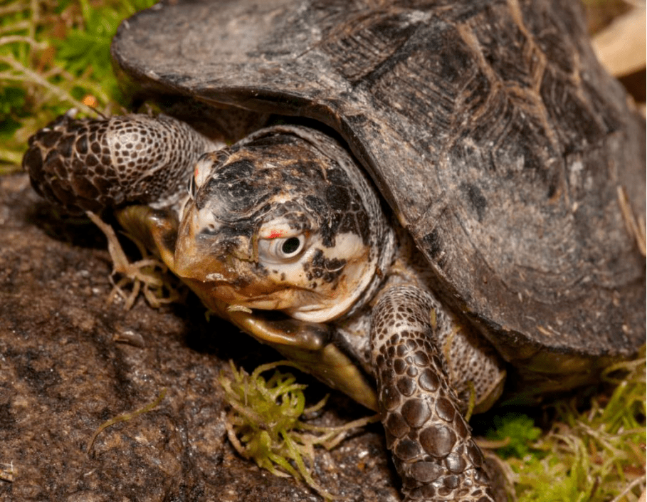 隐居森林仙境的梦幻品种蔗林龟最详最全
