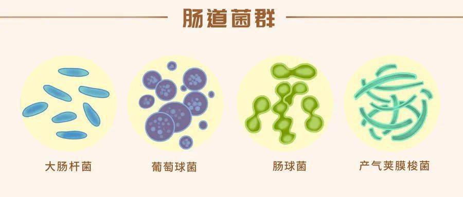 这些生活中常见的厌氧菌你了解多少