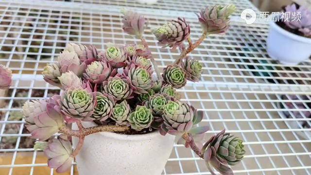 云之南多肉园:绿蔷薇也开始变红了,比薄化妆更显健康和漂亮!