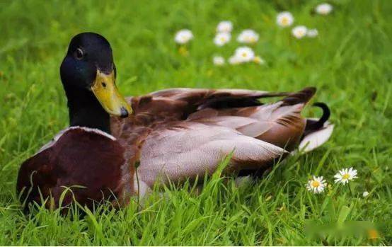 把鸭养在果园里,不但对鸭很好,而且对果园也很有利