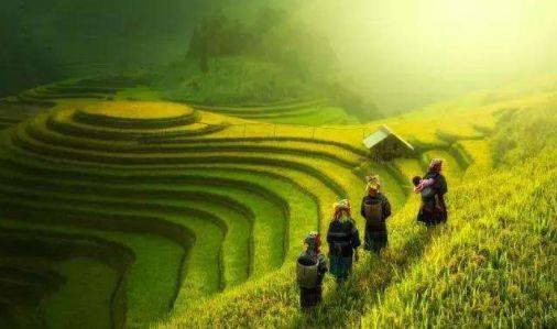 梦回稻田，交织的蛇影与生命轮回的寓言