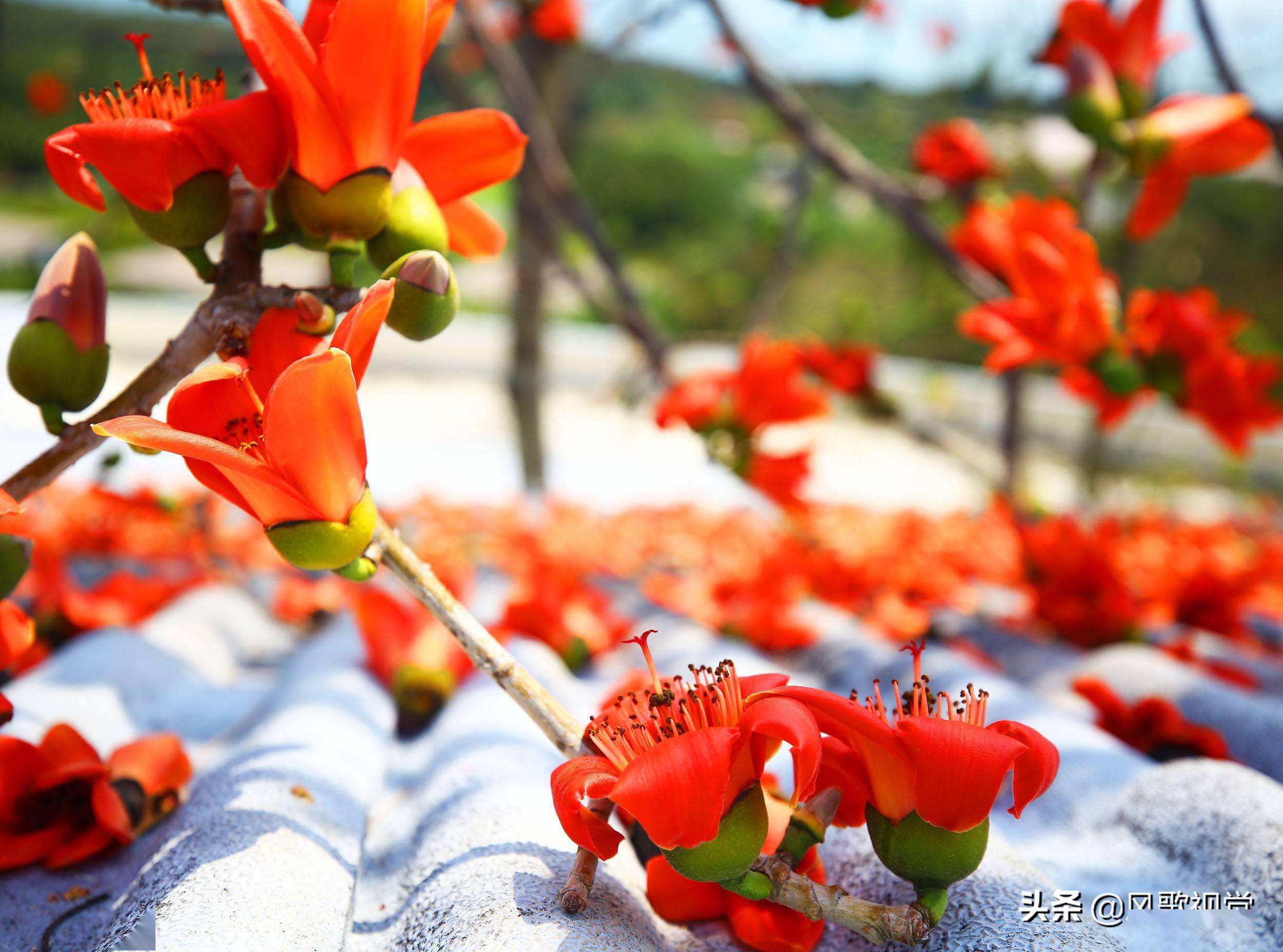 三亚南山新春佳节面朝大海尽享木棉花的春天