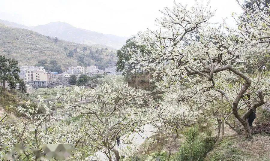 休闲赏花37周日新昌镜岭溪西村李花开许你一片烟花三月