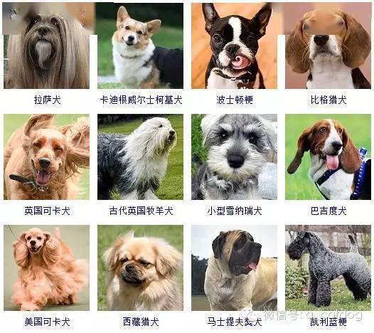 常见宠物犬20种图片