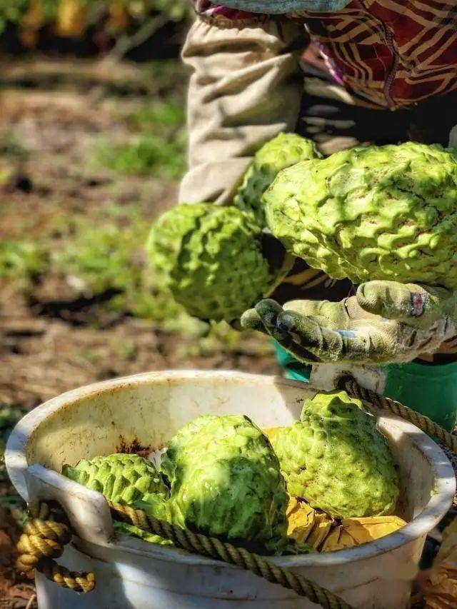 长在树上的冰激凌你吃过吗