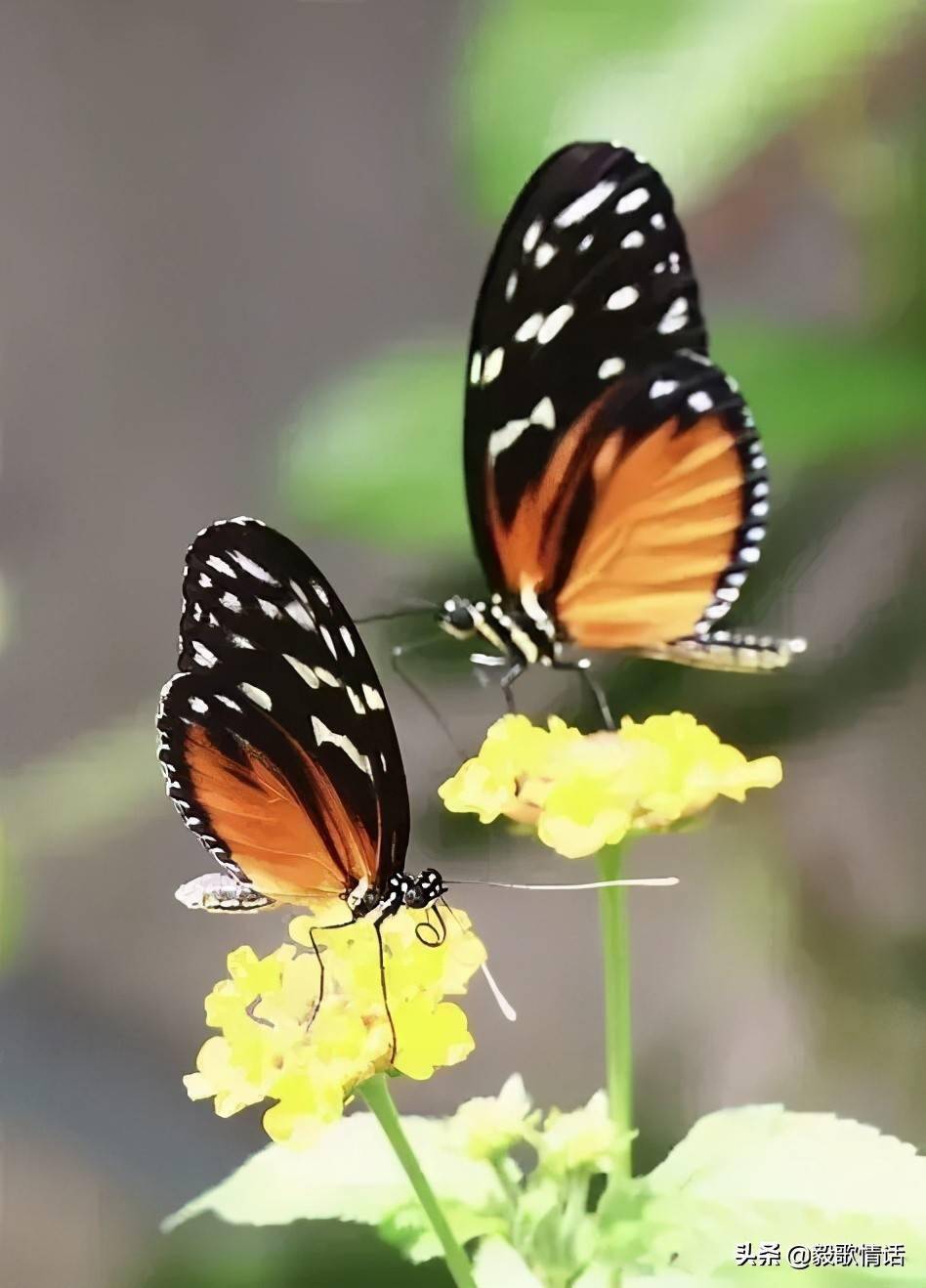 河南什么地方的蝴蝶最美 什么颜色的蝴蝶