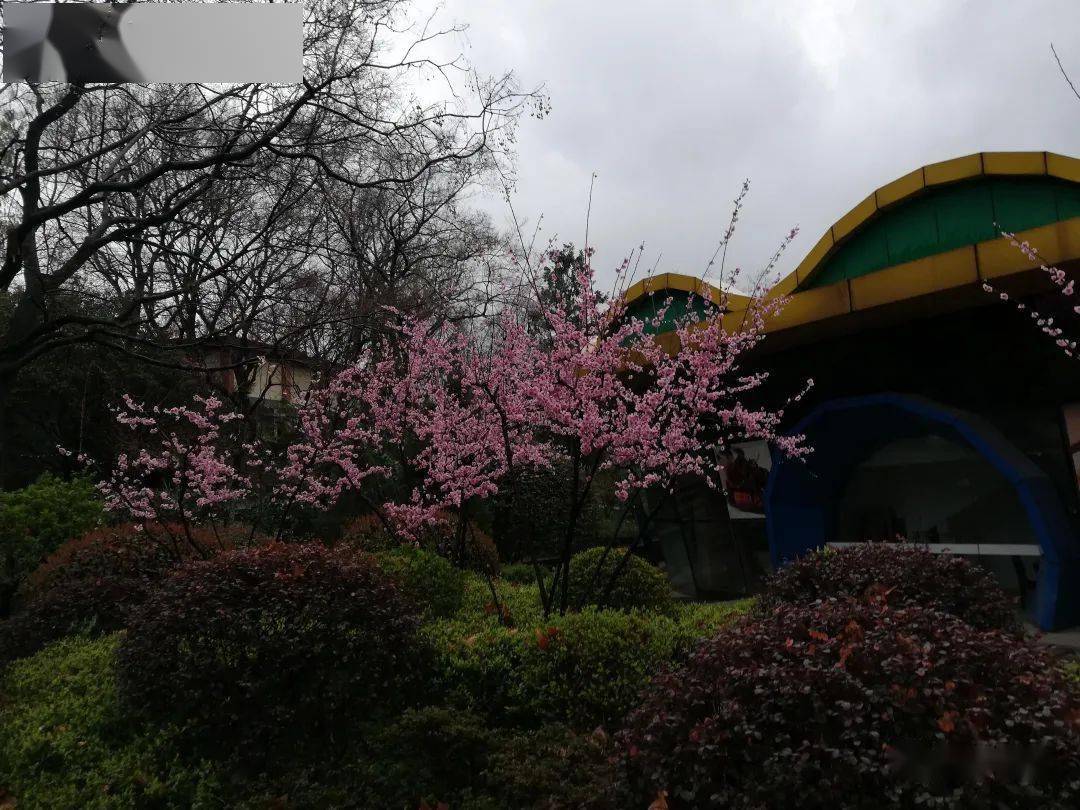 雨落熊升树有爱的南京红山森林动物园