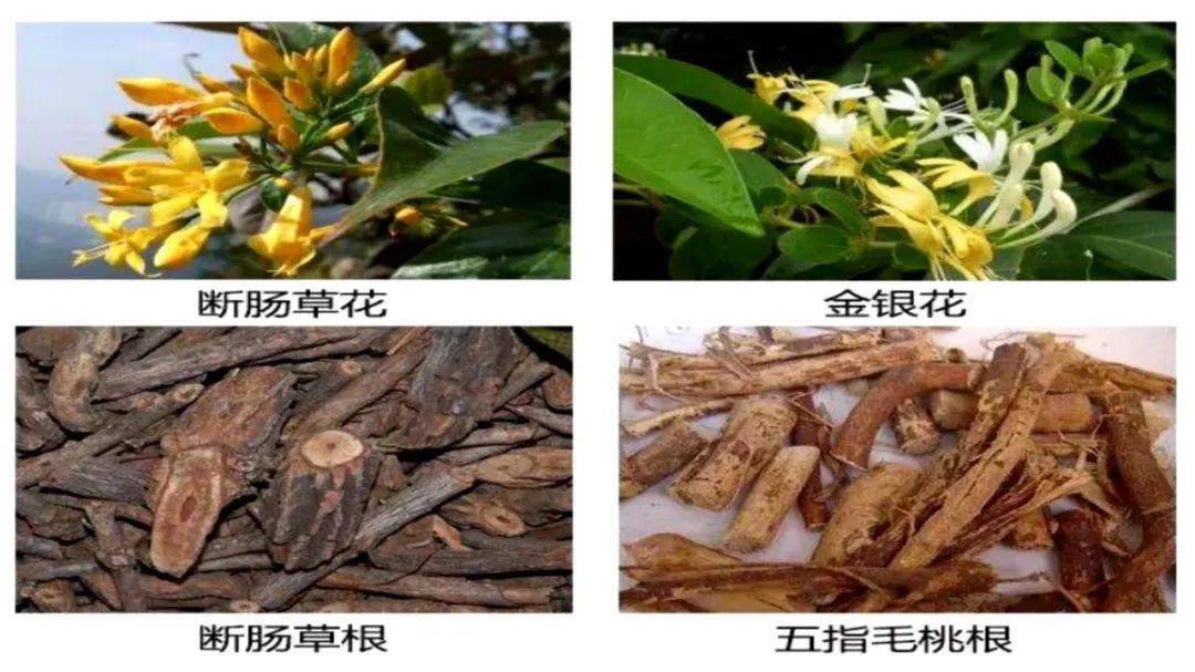 草药店老板因疏忽大意过失致一人死亡请一定要认清断肠草