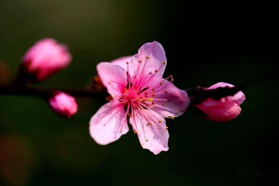 中诗报唯美诗歌创作室春节特辑 太阳