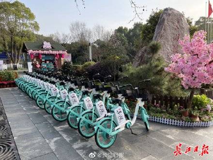 武汉东湖赏樱旅游专线来啦，还有“花花游园会”喊你玩