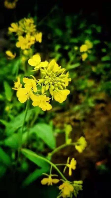 春到船山 万象更新 船山的美 文字都黯然失色 油菜花