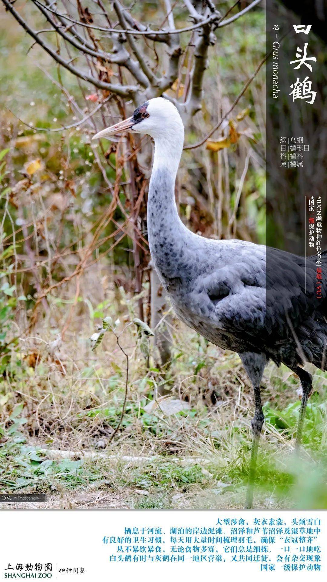 云赏上海动物园鹤轩里的朋友们仙气四溢