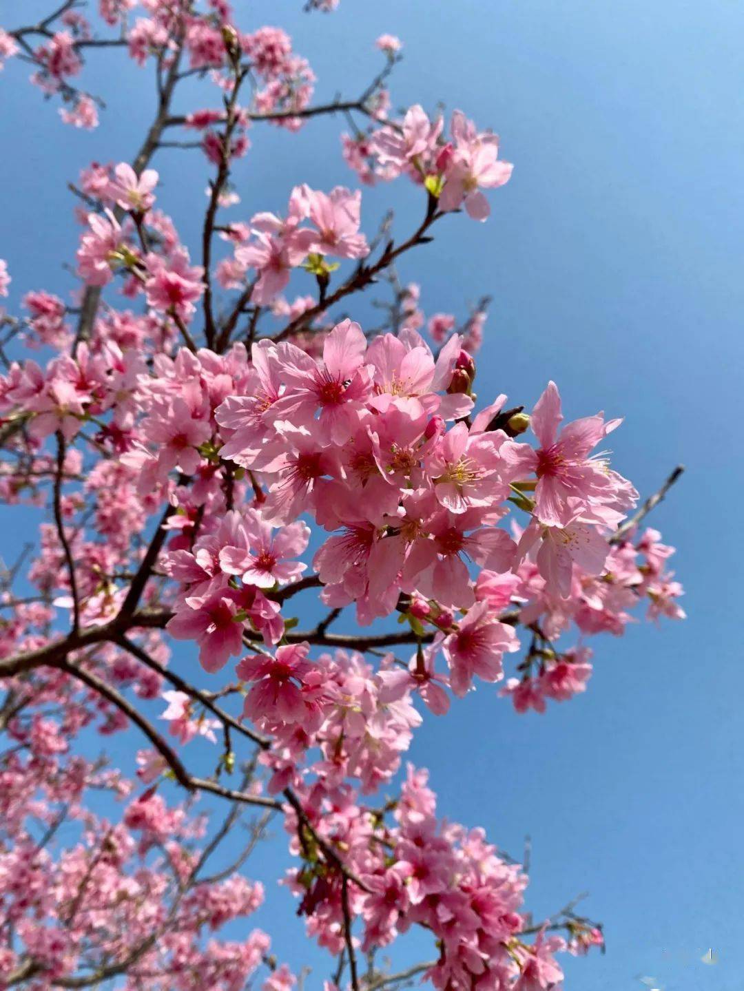 满园樱花仍然绽放绝美意境不容错过