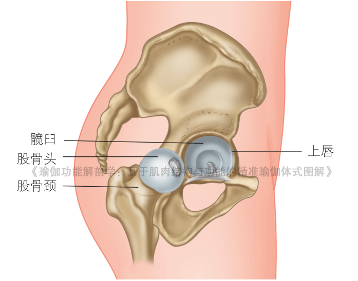 髋臼位置的图片图片