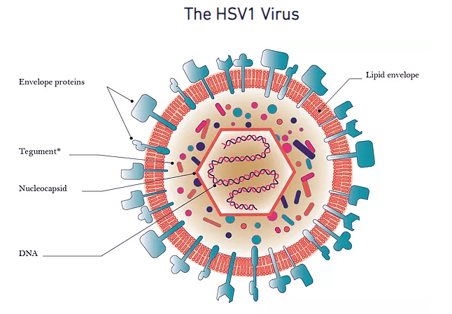 hsv-1是一種人包膜病毒,在到達神經細胞之前會自然感染皮膚或粘膜的上