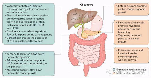 nature reviews重磅综述:肠神经系统疾病研究