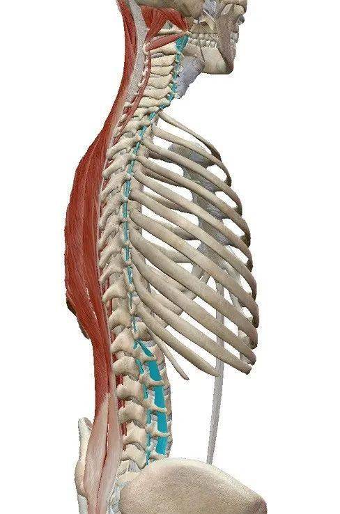 上方椎骨的棘突功能:伸展脊柱神經支配:頸胸腰脊神經後支●肋提肌(長