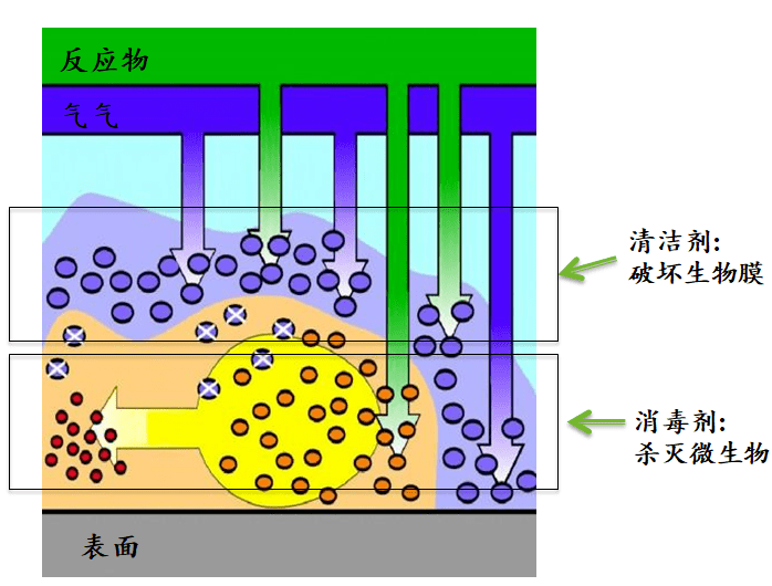 非洲豬瘟防控策略潛在的殺手生物膜