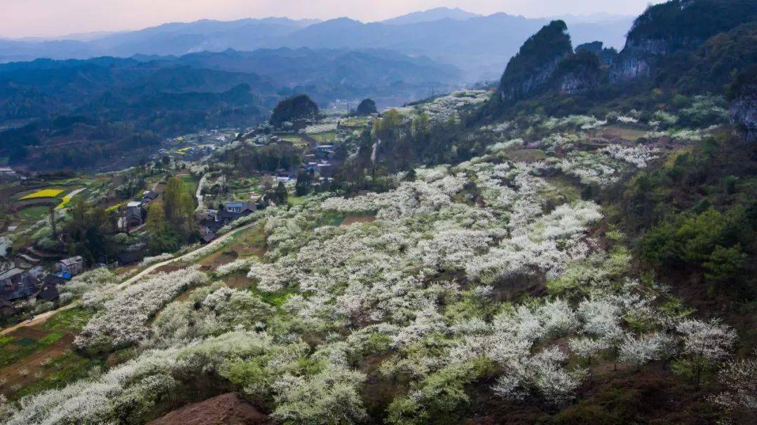 一為蔡官李花一為寧谷油菜花還藏著