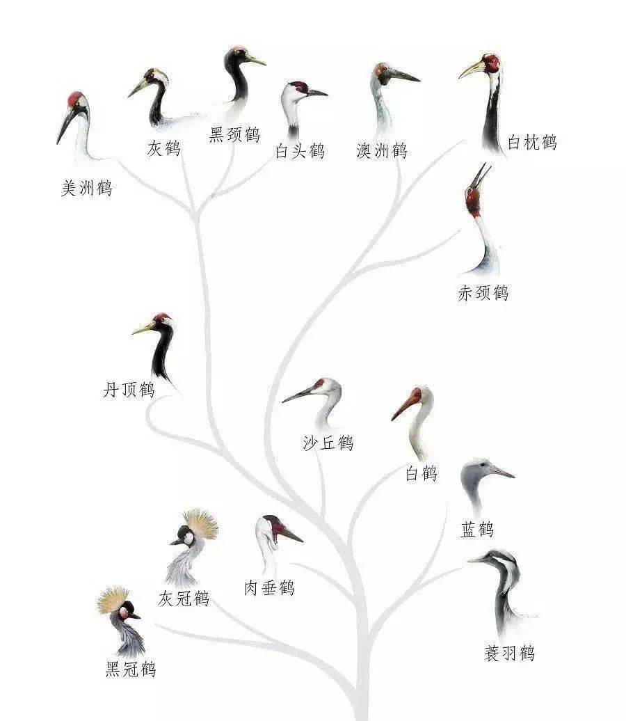 十五种鹤的名称及图片图片
