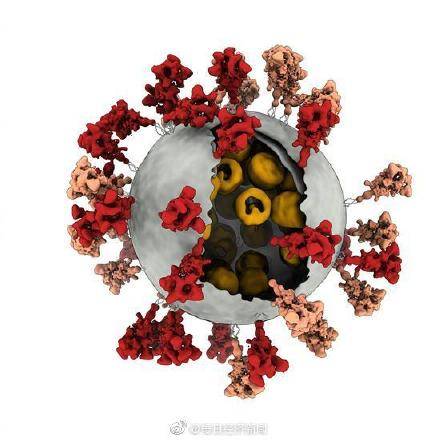 研究|新冠病毒是什么颜色？3D影像中的配色是怎么来的？揭秘来了